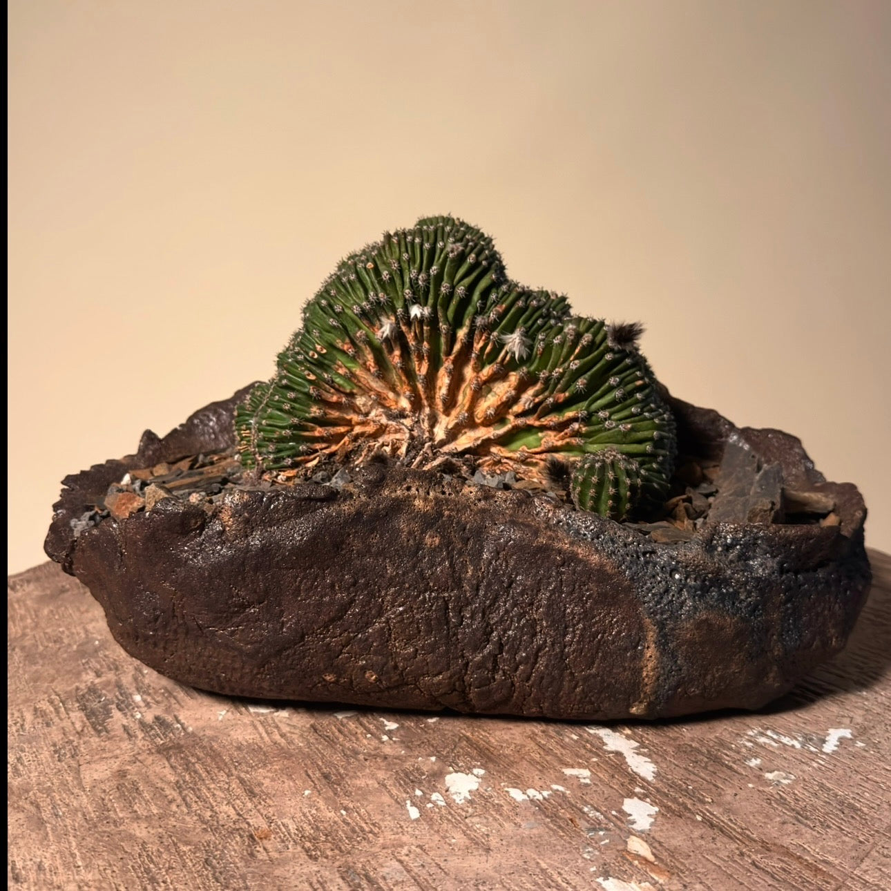 Crested Echinopsis Eyriesii Cactus in Hand Crafted Ceramic Vessel
