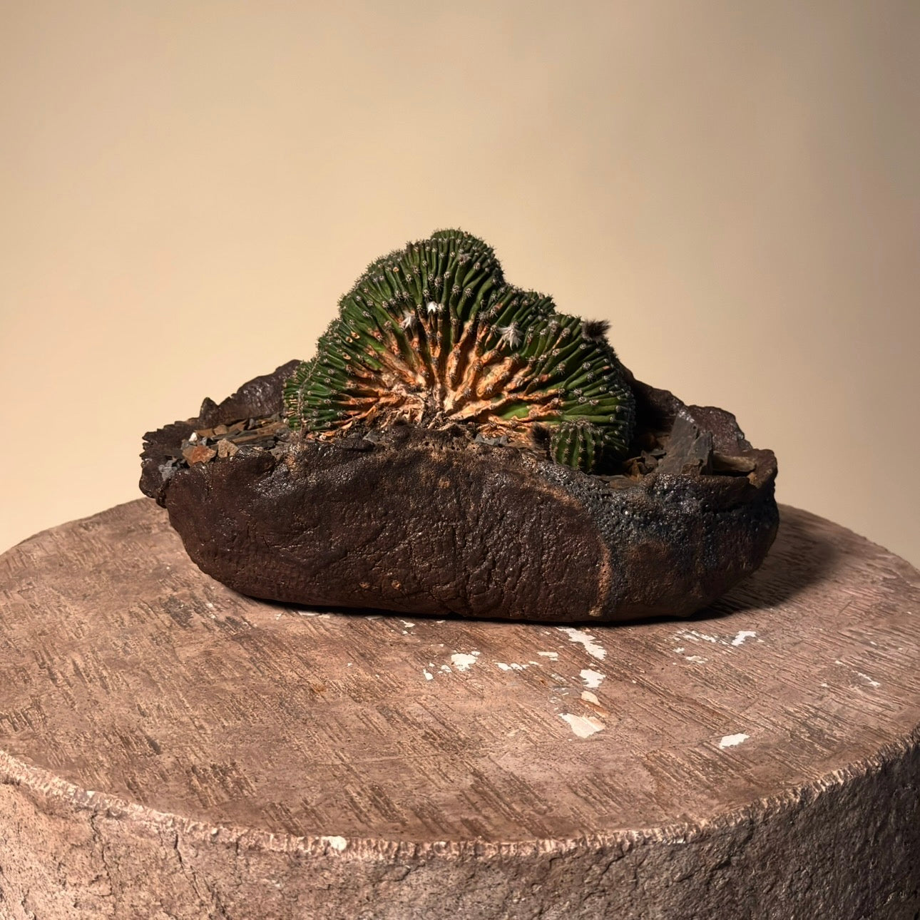 Crested Echinopsis Eyriesii Cactus in Hand Crafted Ceramic Vessel