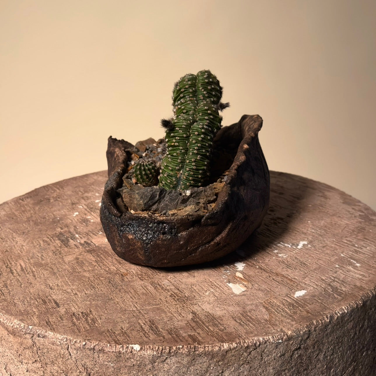 Crested Echinopsis Eyriesii Cactus in Hand Crafted Ceramic Vessel