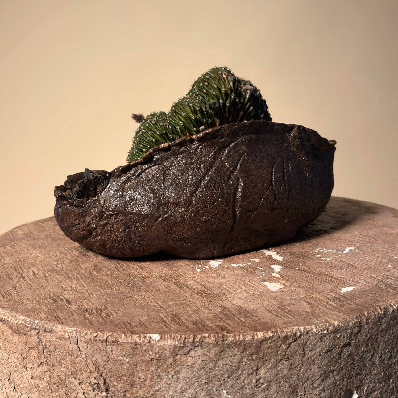 Crested Echinopsis Eyriesii Cactus in Hand Crafted Ceramic Vessel