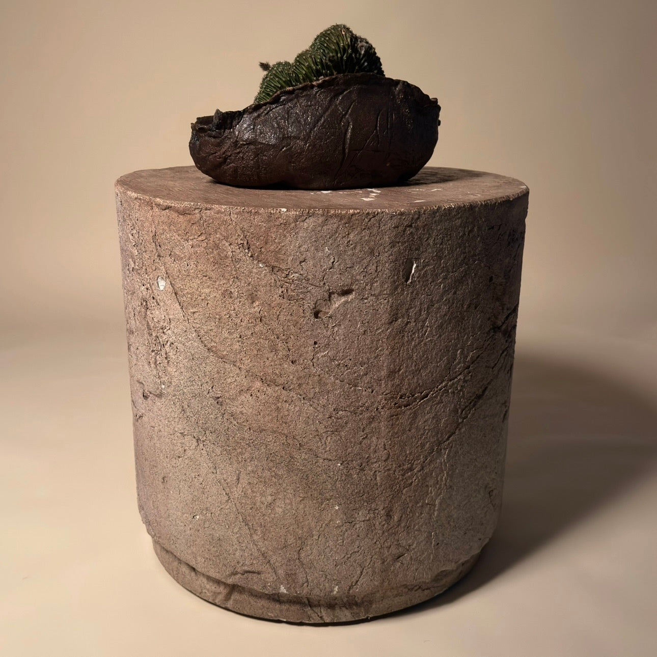 Crested Echinopsis Eyriesii Cactus in Hand Crafted Ceramic Vessel