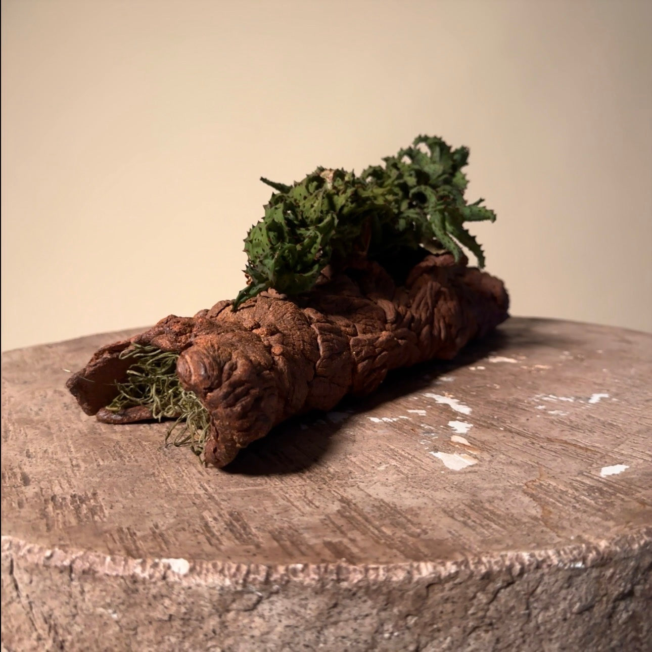 Aloe Castillonaie Cactus in Hand Crafted Ceramic Vessel