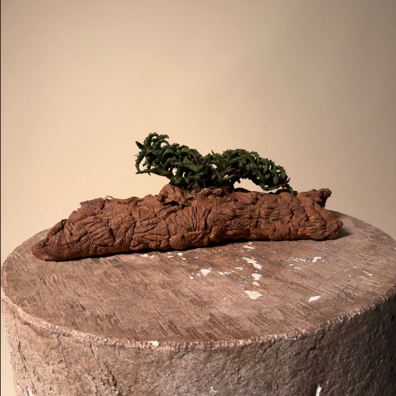 Aloe Castillonaie Cactus in Hand Crafted Ceramic Vessel