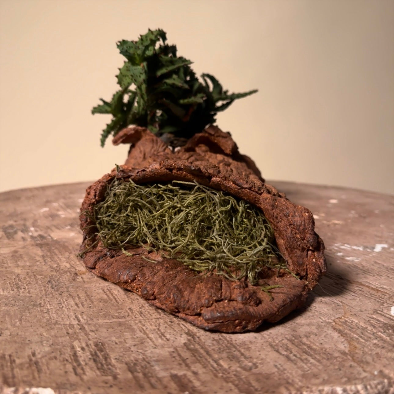 Aloe Castillonaie Cactus in Hand Crafted Ceramic Vessel