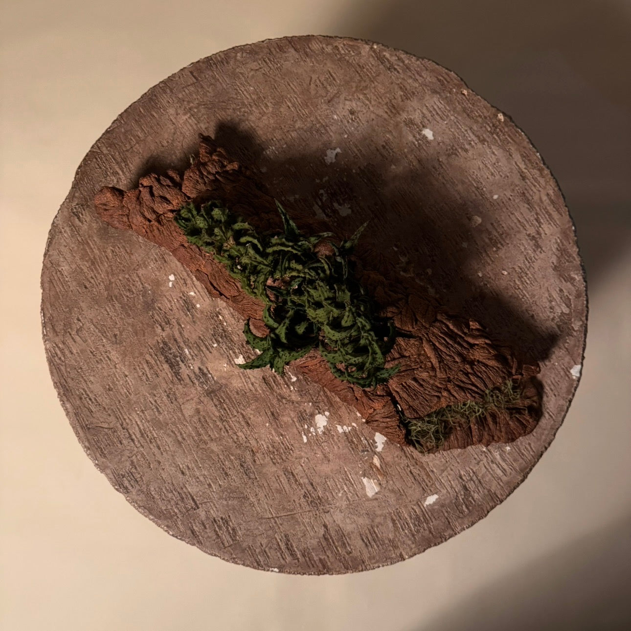 Aloe Castillonaie Cactus in Hand Crafted Ceramic Vessel