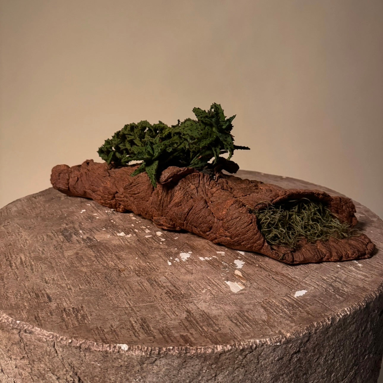 Aloe Castillonaie Cactus in Hand Crafted Ceramic Vessel