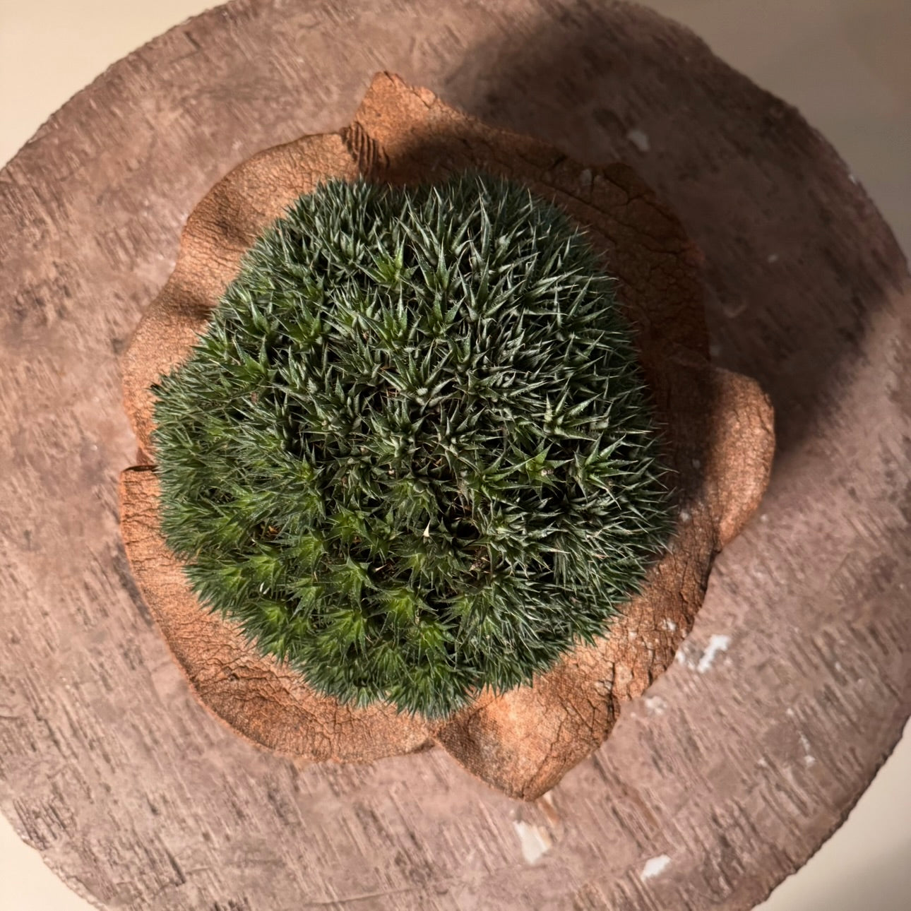 Abromeitiella Brevifolia Cactus in Hand Crafted Ceramic Vessel