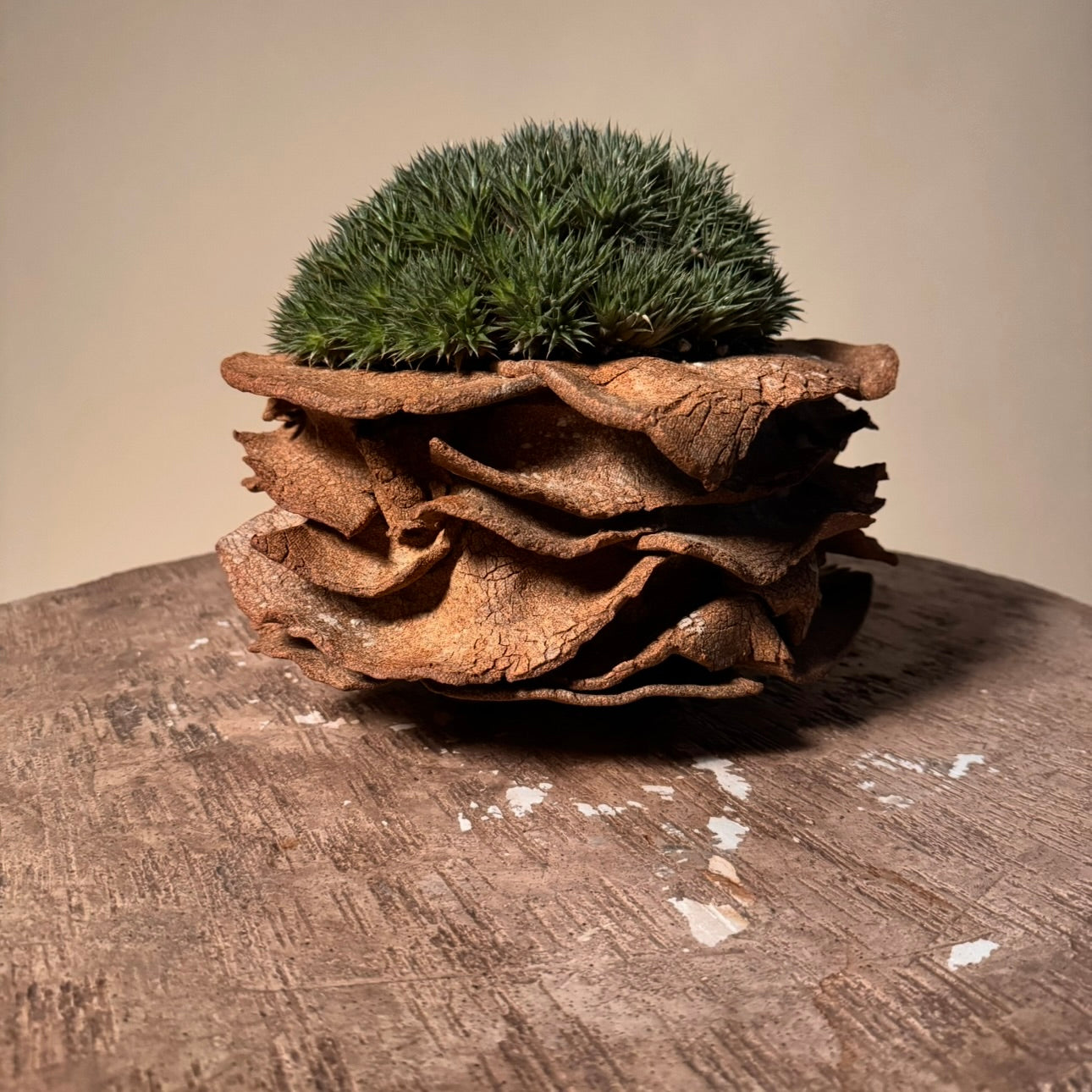 Abromeitiella Brevifolia Cactus in Hand Crafted Ceramic Vessel