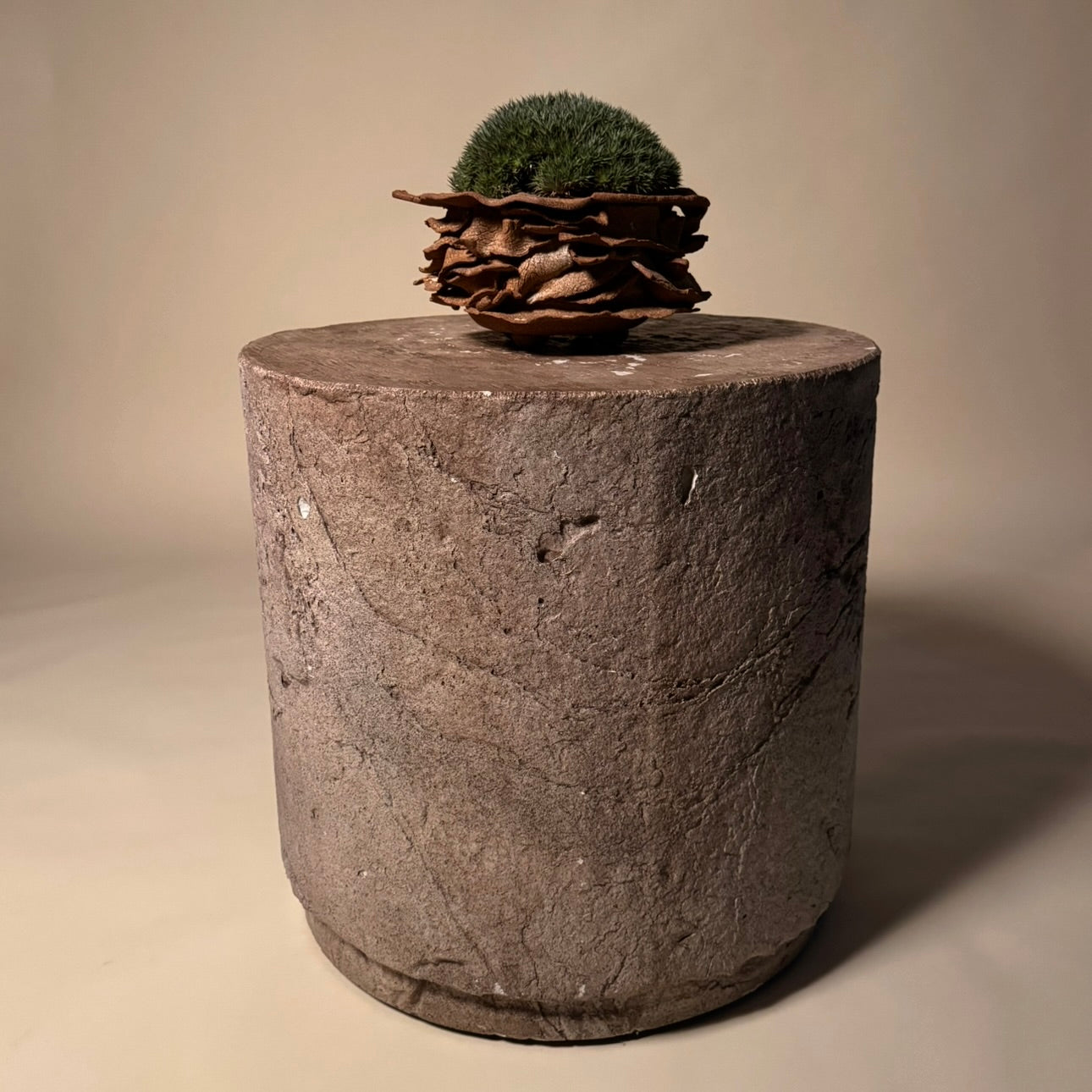 Abromeitiella Brevifolia Cactus in Hand Crafted Ceramic Vessel