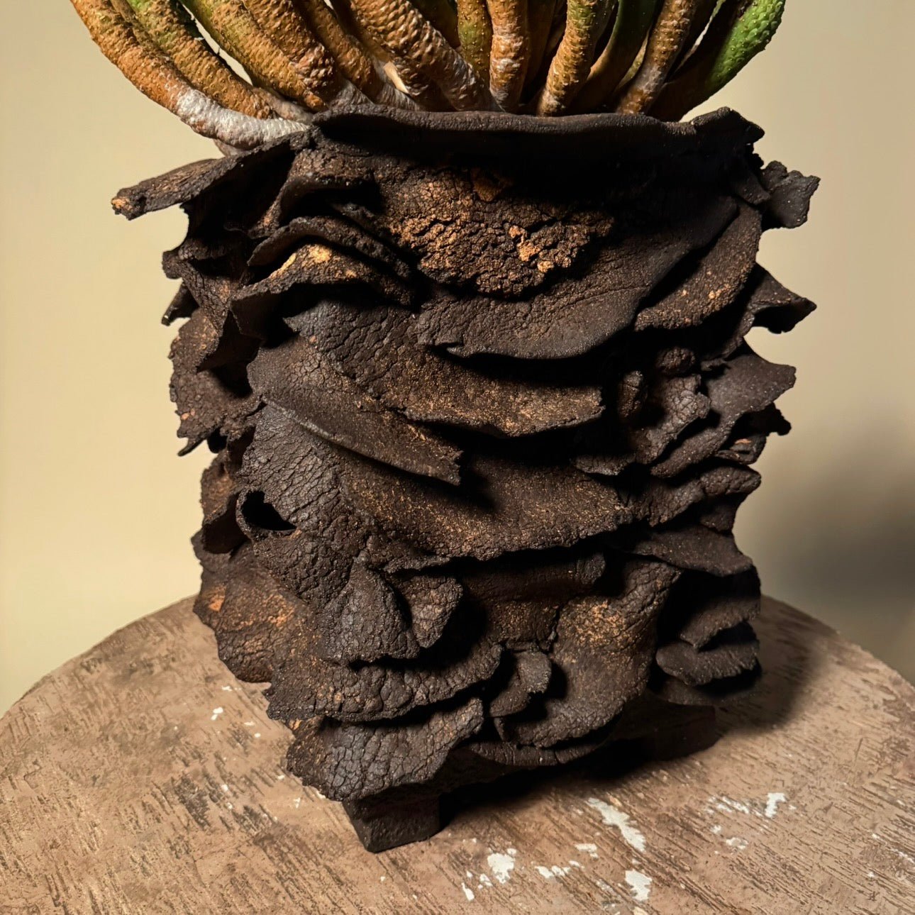 Euphorbia Esculenta Cactus in Hand Crafted Vessel