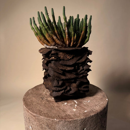 Euphorbia Esculenta Cactus in Hand Crafted Vessel