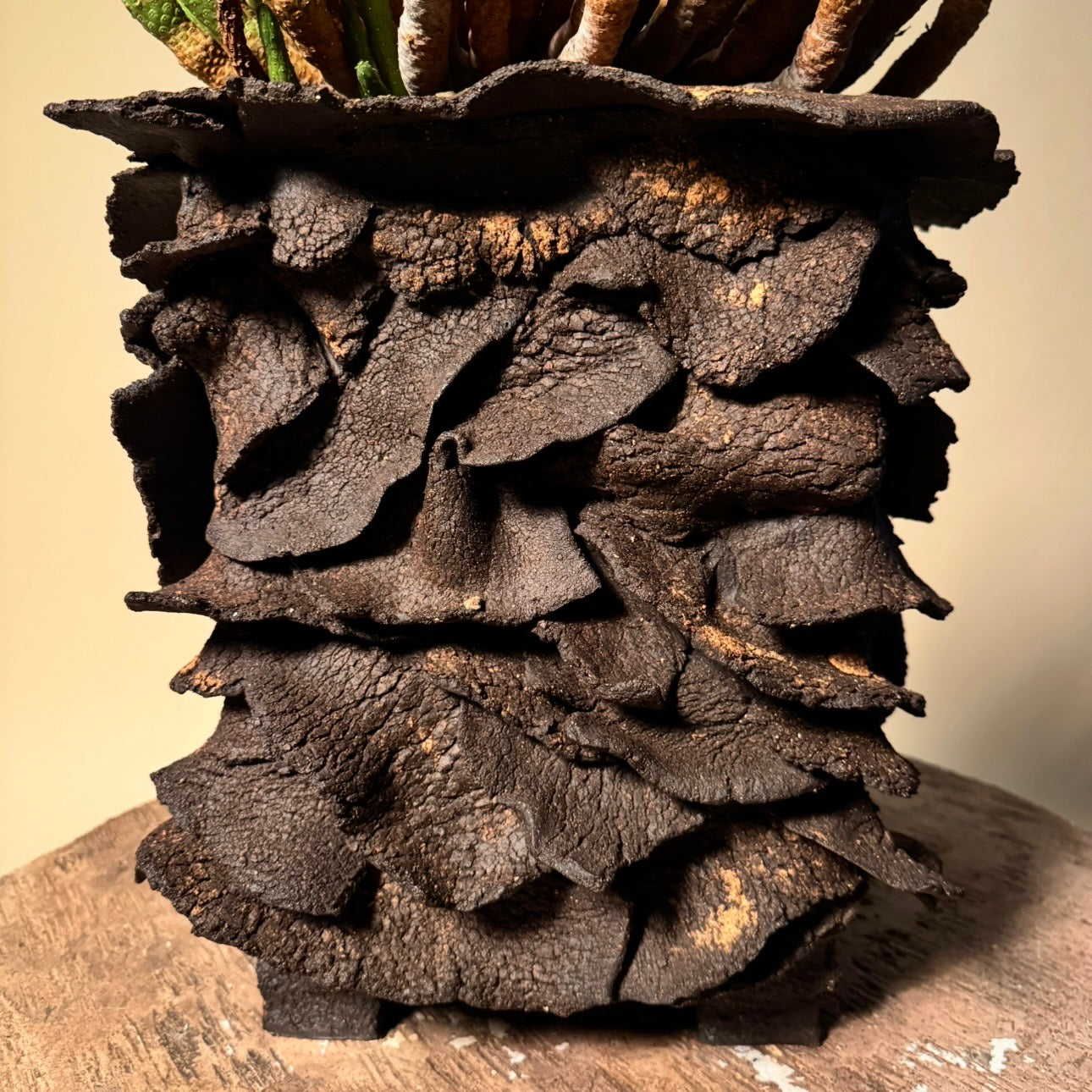 Euphorbia Esculenta Cactus in Hand Crafted Vessel