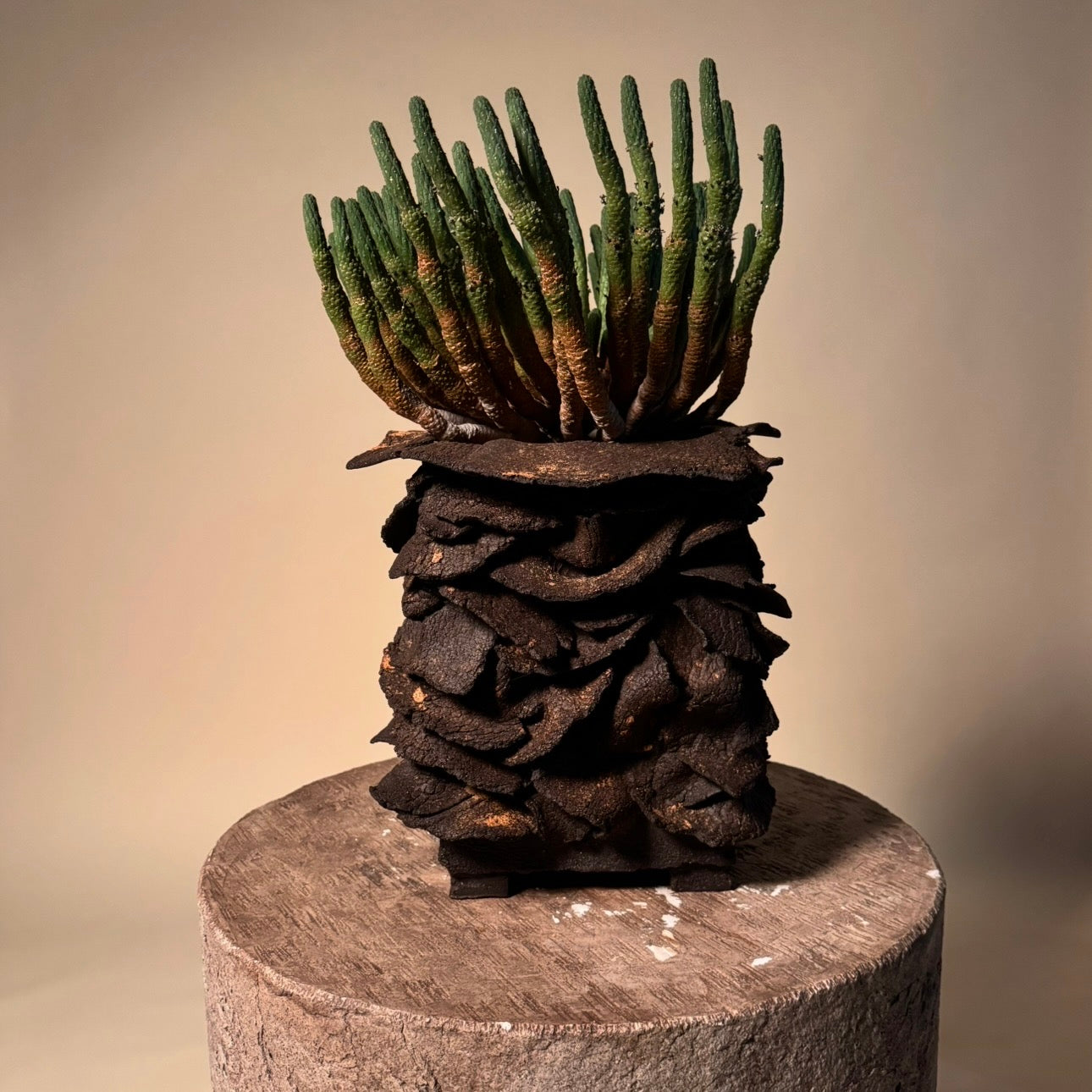 Euphorbia Esculenta Cactus in Hand Crafted Vessel