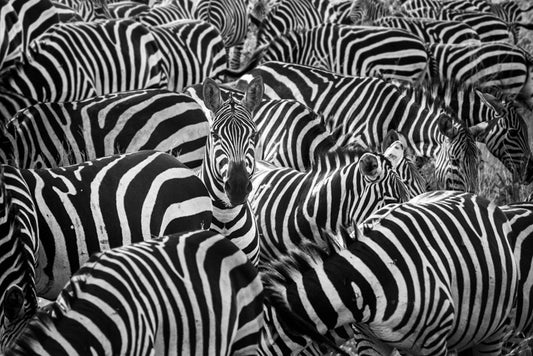 'Hakuna Matata #5' by Thomas Subtil