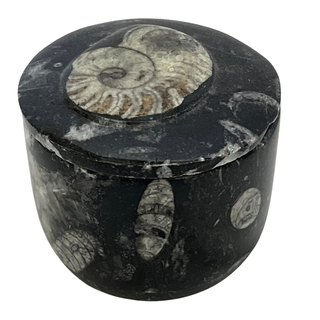 Orthoceras Fossil Gardenia Candle with Lid