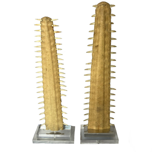 Pair of Sawfish on Metal & Lucite Base